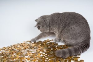 cat-602944__340